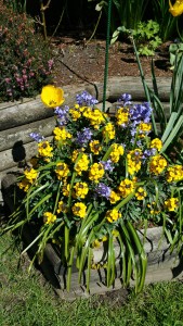 Article 14 - Blue bell and Yellow Tulips